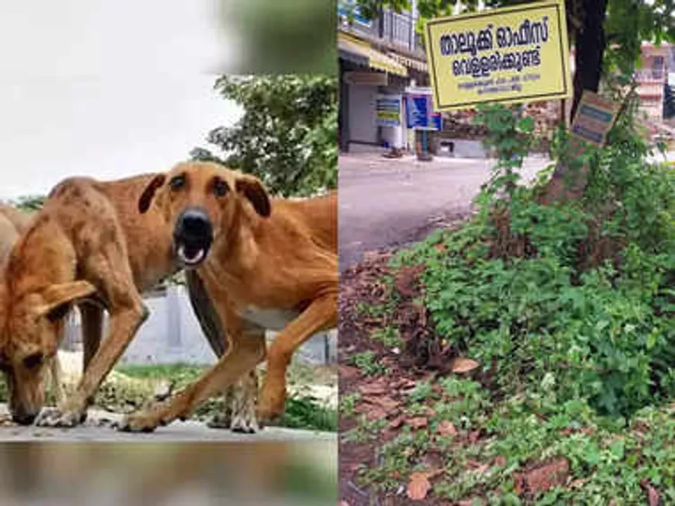 വെള്ളരിക്കുണ്ടിൽ തെരുവുനായ ആക്രമണം; ഭയന്നോടി കുഴിയിൽ വീണു  വിദ്യാർത്ഥിനിക്ക് പരിക്ക്