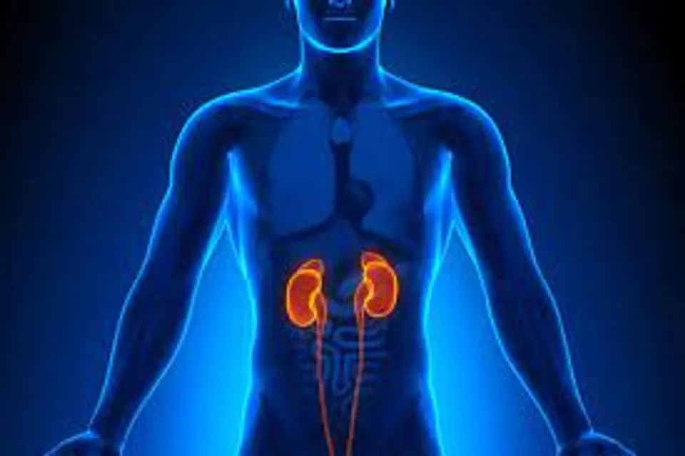 വൃക്കയുടെ ആരോഗ്യത്തിനായി ഡയറ്റില്‍ ഉള്‍പ്പെടുത്തേണ്ട ചില പച്ചക്കറികളെയും പഴങ്ങളെയും പരിചയപ്പെടാം...