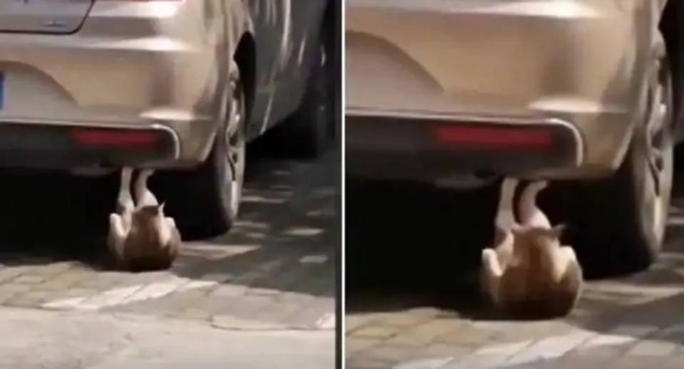 ക്രഞ്ചുകൾ ചെയ്യുന്ന ഫിറ്റ്‌നെസ് പ്രേമിയായ ഒരു പൂച്ച