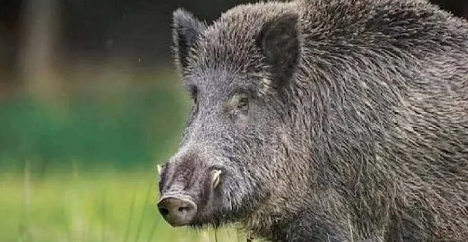 പേരാമ്പ്രയിൽ കാട്ടുപന്നിയുടെ ആക്രമണത്തില്‍ 10 പേർക്ക് പരിക്ക്, ഒരാളുടെ നില ഗുരുതരം