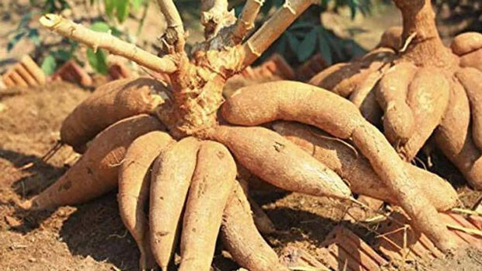 വീട്ടിൽ മരച്ചീനി ഉള്ളവർ ഇപ്പൊ പണക്കാരാ, ഒരു കിലോയ്ക്ക് വില നാൽപ്പതുരൂപയ്ക്ക് മുകളിൽ, ഇതുവരെ ഉണ്ടാകാത്ത രീതിയിൽ വില കൂടാൻ കാരണം ഇതാണ്