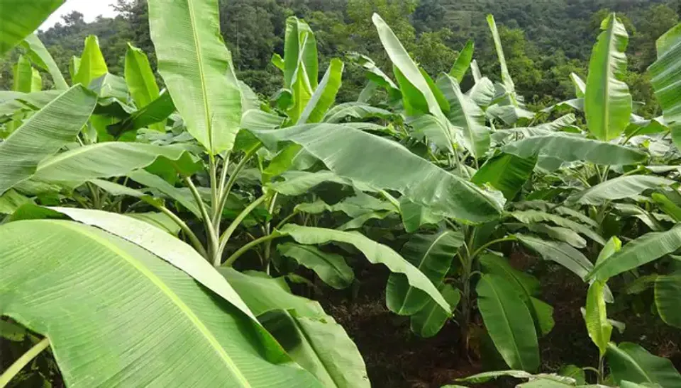 വാഴപ്പഴത്തിന്റെ വിവിധ ഇനങ്ങള്‍ ഇതാ, മാങ്ങ കഴിഞ്ഞാല്‍ കേമന്‍ വാഴപ്പഴം തന്നെ; ഹൈടെക്കായി വാഴ വളര്‍ത്താൻ ശ്രദ്ധിക്കാം ഈ കാര്യങ്ങൾ