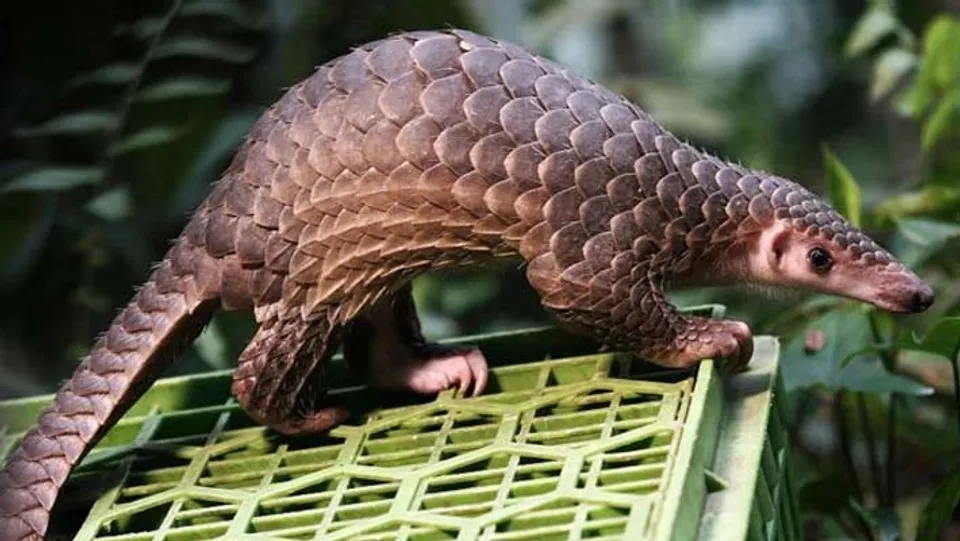 കൊറോണ വൈറസ് എങ്ങനെയാണ് മനുഷ്യനിലെത്തിയത് ? ഇവനാണ് ആ വില്ലൻ !