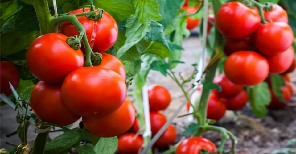 പൂക്കള്‍ കൊഴിയാതെ തക്കാളി കുലകളായി കായ്ക്കാന്‍ ഇക്കാര്യം ശ്രദ്ധിച്ചാല്‍ മതി!