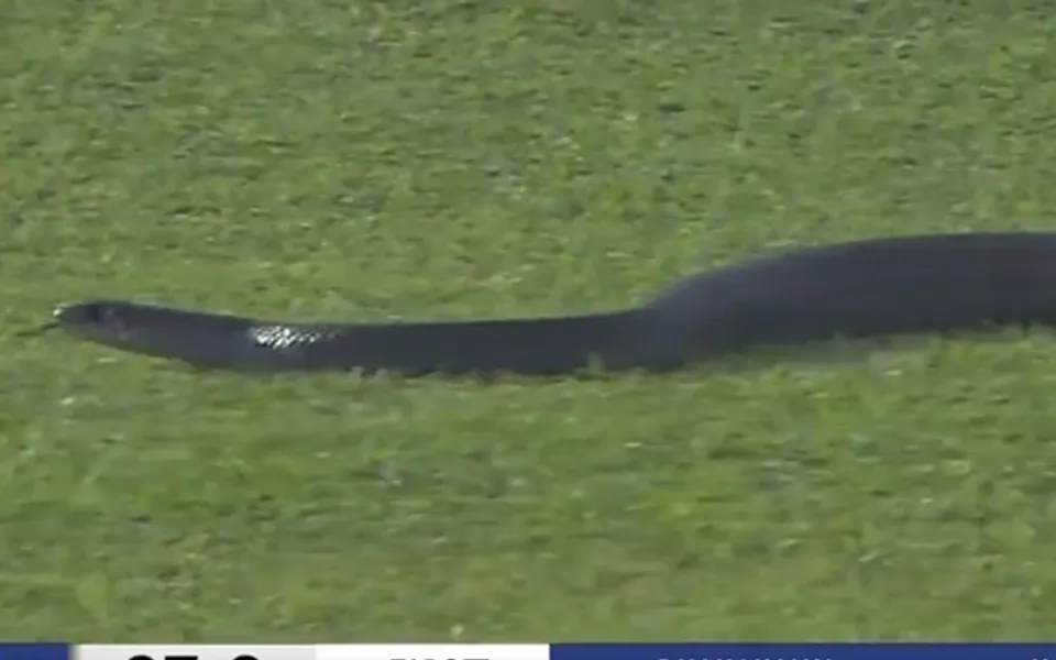 WATCH: Snake interrupts nail-biting game between Galle Titans and Dambulla Aura in LPL 2023