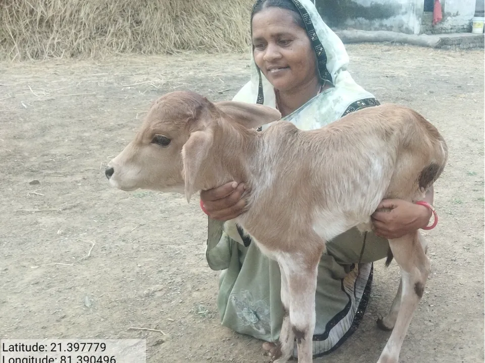 Adani Foundation at ACC Jamul empowers rural women through livestock development