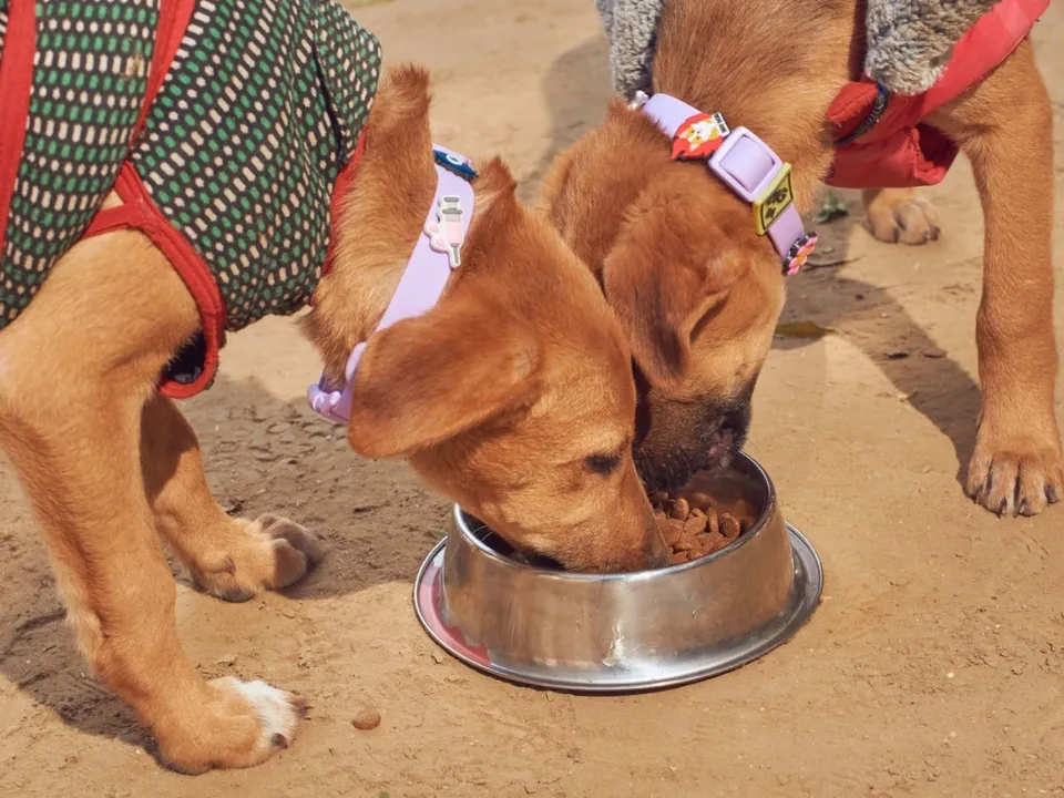 Salty Bark Out Loud CSR Initiative Supports Stray Dogs