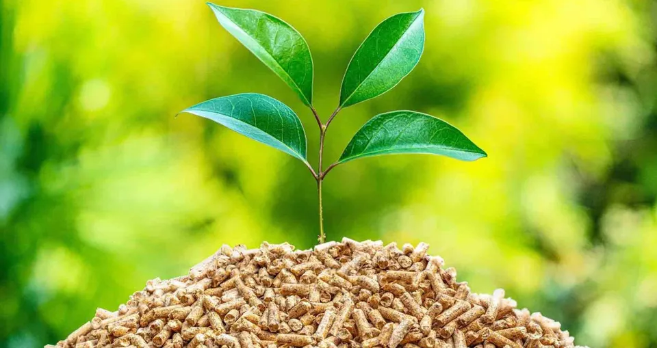 Biomass Policy
