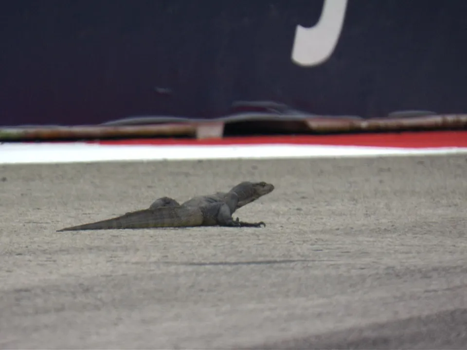 Giant Lizard at Marina Bay in Singapore 