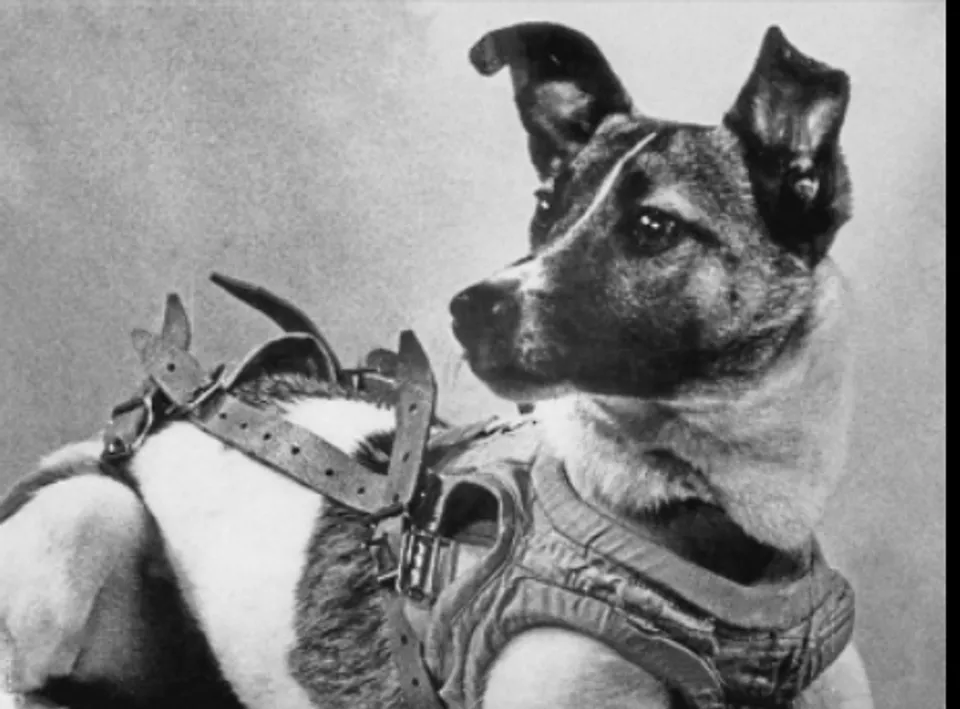 Soviet dog