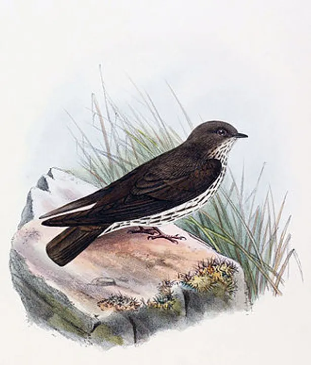 bird