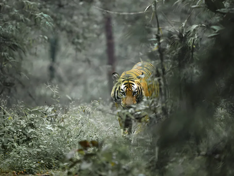 33 साल बाद गुजरात का टाइगर स्टेट में धमाकेदार वापसी, अब सिर्फ शेर नहीं, बाघ  भी दहाड़ेंगे! - News18 हिंदी