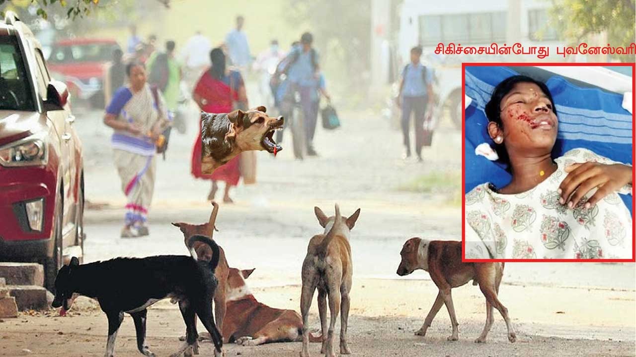 மனித உயிர்களை வேட்டையாடும் தெருநாய்கள்! கட்டுப்படுத்துமா அரசு