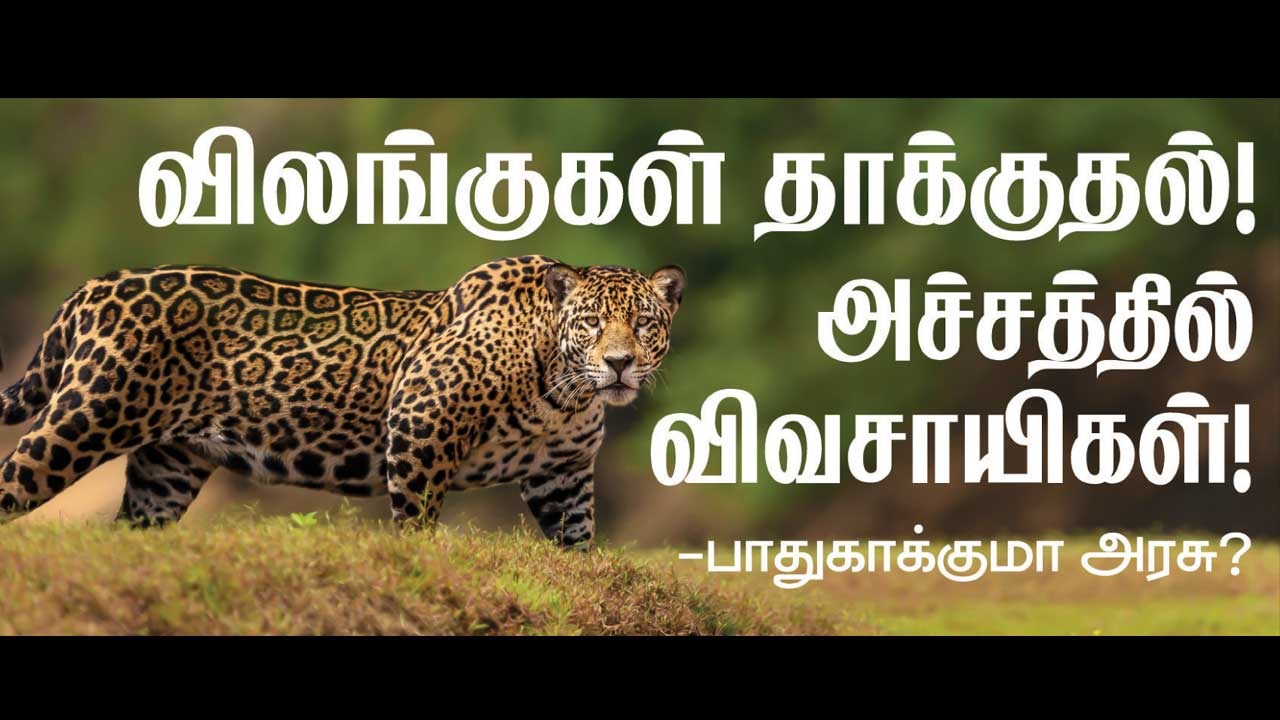 விலங்குகள் தாக்குதல்! அச்சத்தில் விவசாயிகள்! பாதுகாக்குமா அரசு