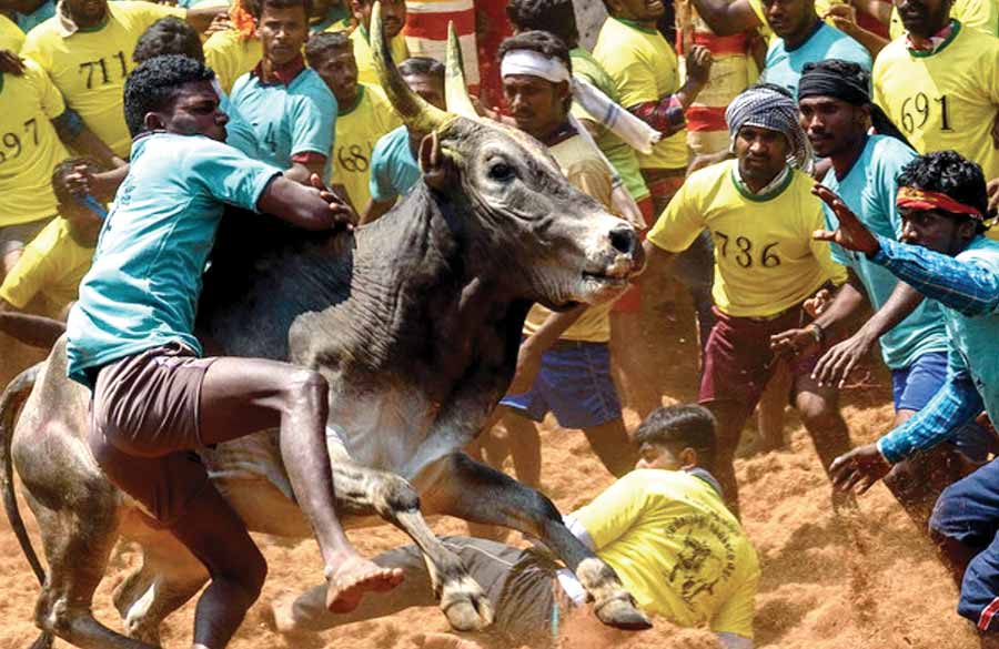 நாட்டு இன மாடுகளை அழிக்க முடிவா? -அலங்காநல்லூர் ஜல்லிக்கட்டு சர்ச்சை!