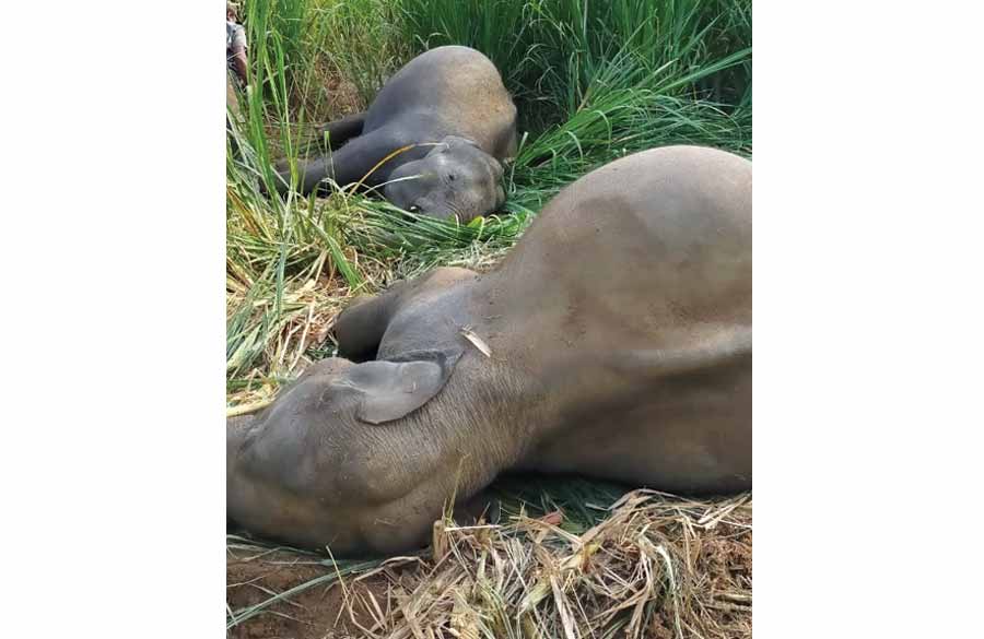 சிக்னல் : புதிய ஊராட்சிகள் காலத்தின் கட்டாயம்!