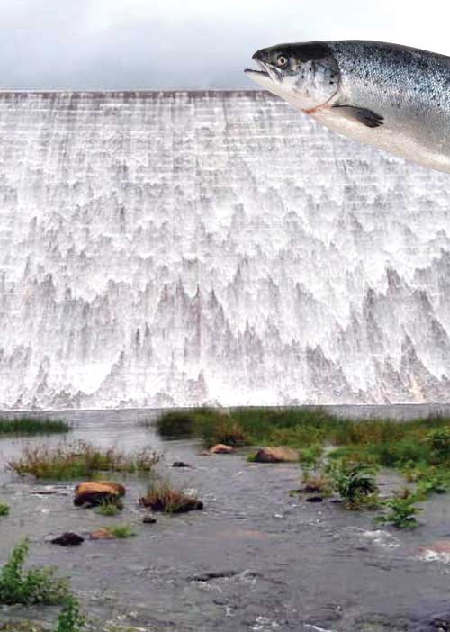 மீன் குத்தகை மோசடி! வறண்டுபோகும் அடவிநயினார் அணை விவசாயம்!