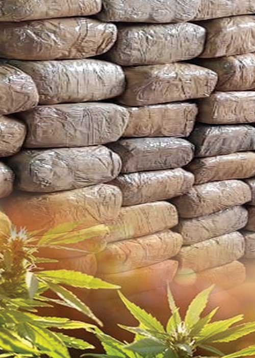 ஒரே மாவட்டத்தில் 800 கிலோ கஞ்சா! -அதிரவைக்கும் போதை உலகம்!