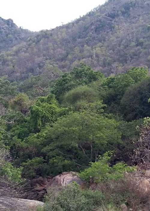 அண்டத்தில் உள்ளதே பிண்டத்திலும்! - அடிகளார் மு.அருளானந்தம் 31