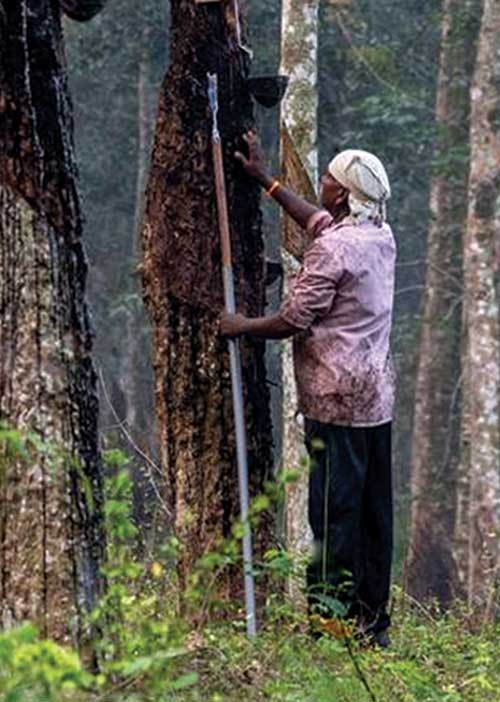 உரிமைகளை ஜவ்வாய் இழுக்கும் அதிகாரிகள்! -அல்லல்படும் ரப்பர் தொழிலாளர்கள்!