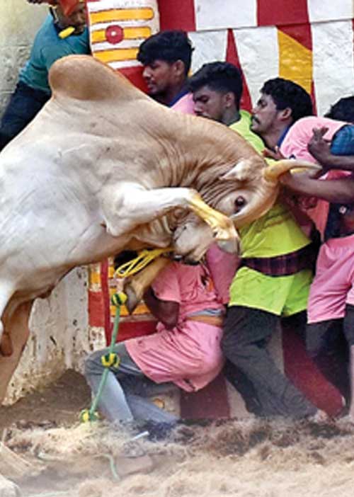 ஜல்லிக்கட்டு மாற்றமா? ஏமாற்றமா?