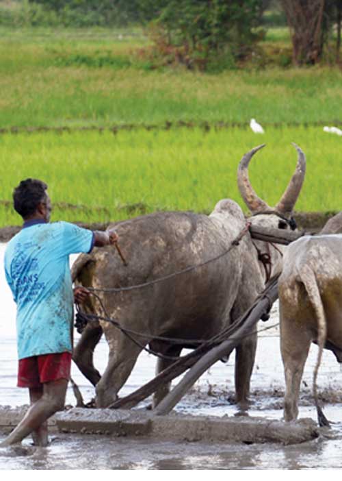 மனிதகளின் கிராமத்தில்...(கொங்கணி கதை) - தாமோதர் மவ்ஜோ தமிழில் : சுரா