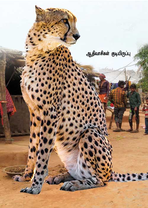 சிறுத்தைகளுக்காக ஆதிவாசிகளை வஞ்சிக்கும் அரசு! -மத்தியப்பிரதேச பதட்டம்!