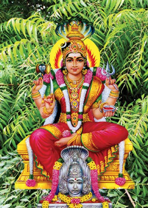 நன்மை பல சேர்க்கும் 27 நட்சத்திர விருட்சங்கள்! -மேல்மருவத்தூர் எஸ். கலைவாணி
