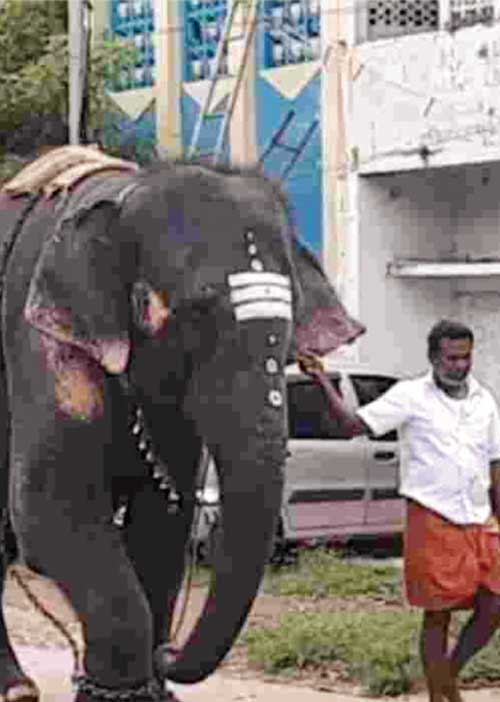 செம்படையினரின் ரத்தத்துளி சூளுரை! - அடிகளார் மு.அருளானந்தம் சித்தர் கால சிறந்த நாகரிகம் 46