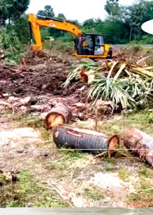 பனைமரங்களை வெட்டியவர்களை பாதுகாக்கும் அதிகாரிகள்!