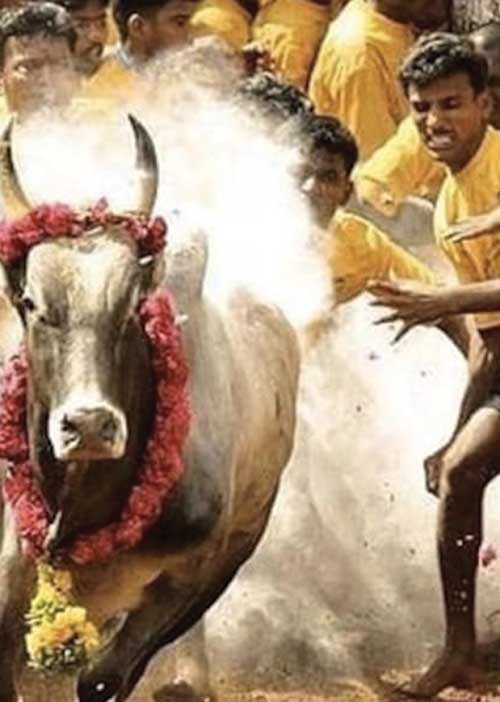 திமில்! அடங்காத காளைகளின் ஆடுகளம்! -இயக்குநர் ல.ராஜ்குமார்