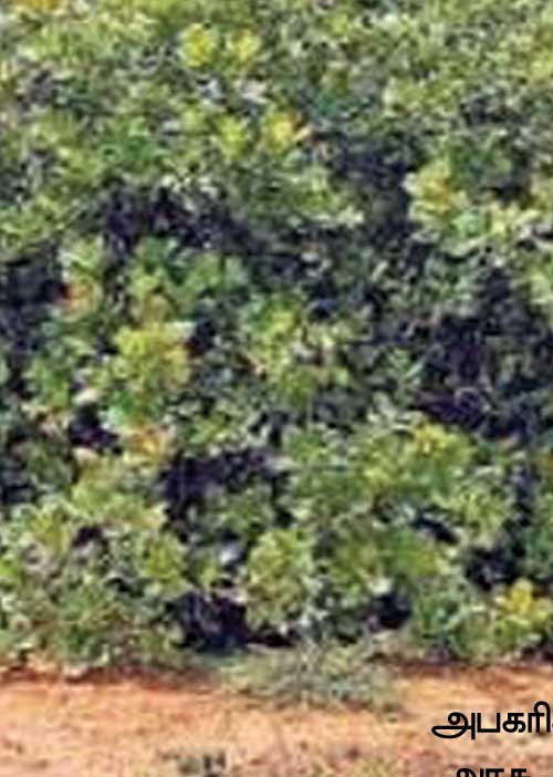 256 ஏக்கர் நிலம்! வி.ஐ.பி.க்களிடமிருந்து மீட்குமா அரசு?