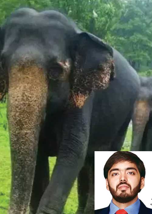 சர்ச்சையில் அம்பானி மிருகக்காட்சிசாலை!