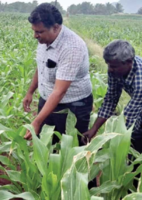 நக்கீரன் செய்தி எதிரொலி! நடவடிக்கை எடுத்த வேளாண்துறை அதிகாரிகள்!