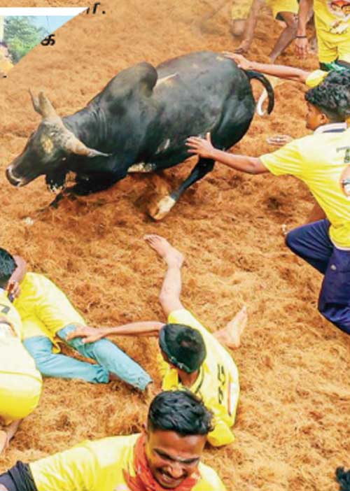 வீரத்தமிழச்சிகள்! - மதுரை ஜல்லிக்கட்டு பரபரப்பு!