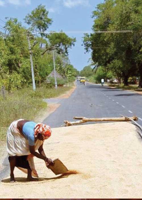 விவசாயிகள் அலட்சியம்! பலியாகும் உயிர்கள்! உருவாக்கப்படுமா உலர்களங்கள்?