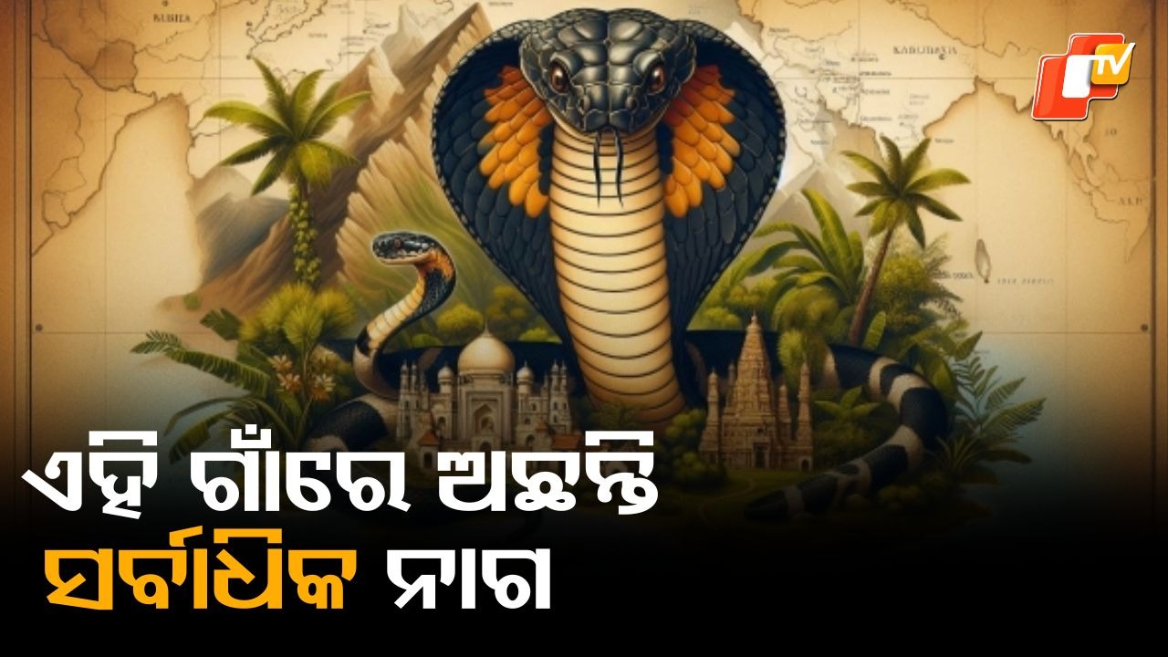 Cobra Capital Of India: ମୃତ୍ୟୁ ଏଠି ପାଖରେ ବୁଲେ , ଜୀବନ କେତେ ବେଳେ ବି ଯାଇପାରେ !