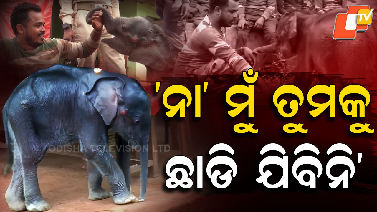 She Cried Out for Love: ସେ ହାତୀ ହେଲେ କ’ଣ ହେଲା, ସେ ବି ସ୍ନେହ-ପ୍ରେମରେ ବନ୍ଧା