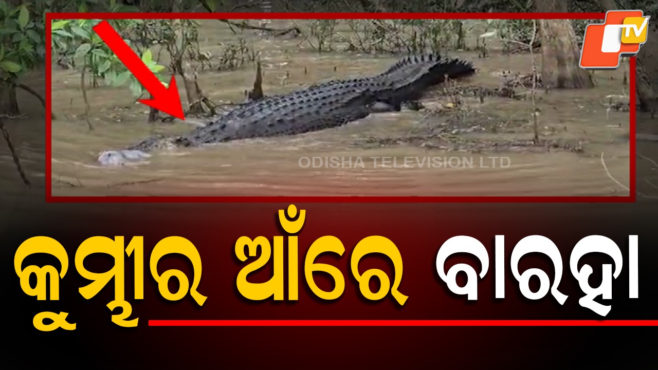 Crocodile Hunt: ବଉଳା କୁମ୍ଭୀରର ବାରହା ଶିକାର, କ୍ୟାମେରାରେ କଏଦ ଦୃଶ୍ୟ