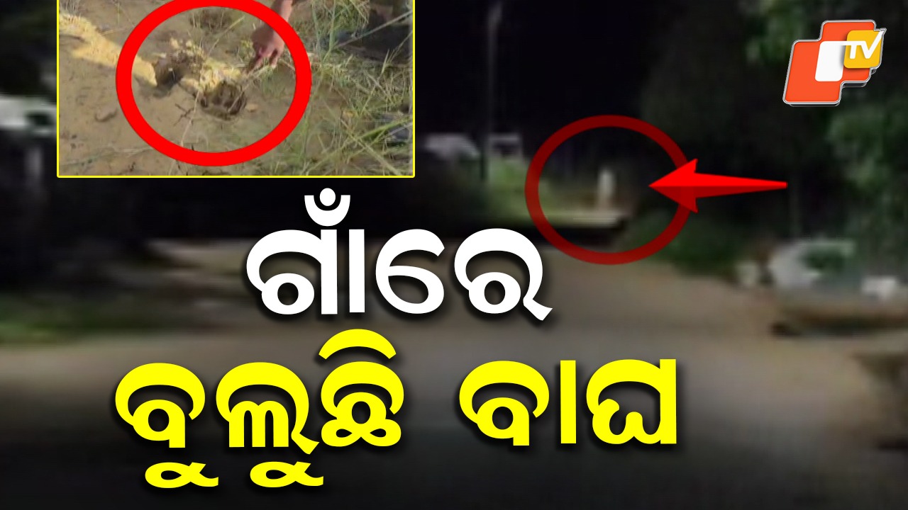 Tiger Footprints: ଗାଁରେ ବୁଲୁଛି ବାଘ,  ଲୋକେ ଦେଖି ଛାନିଆ