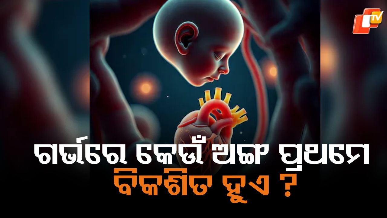 What Is The First Organ: ଗର୍ଭରେ ଆପଣଙ୍କ କେଉଁ ଅଙ୍ଗ ପ୍ରଥମେ ବିକଶିତ ହୋଇଥିଲା ? ଜାଣନ୍ତୁ କେଉଁ ସପ୍ତାହରେ କଣ ବିକଶିତ ହୁଏ