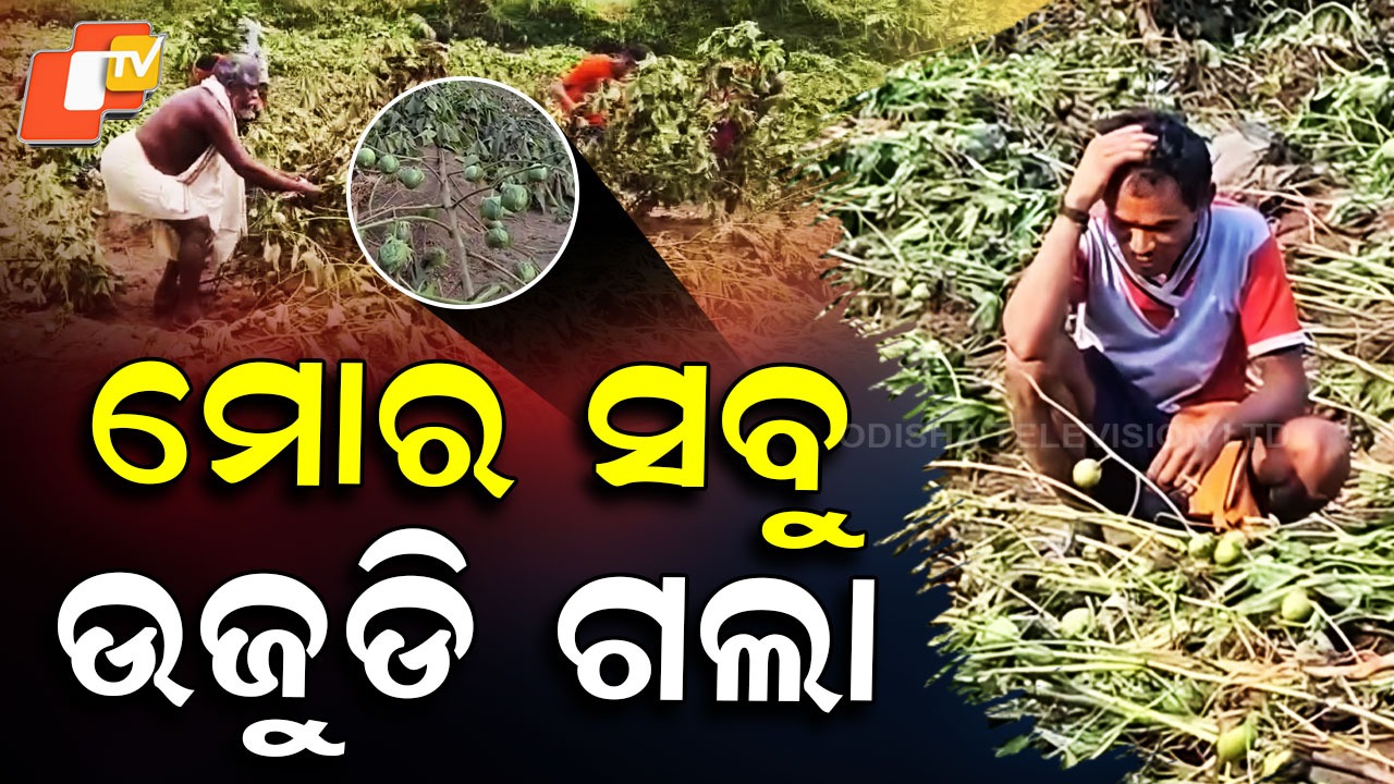 Farmers Cry for Help: ଦୁଃଖ ଦେଇଛି ତିଖାଲି ଡ୍ୟାମ, ଉଜୁଡିଗଲା ବର୍ଷକର ଚାଷ