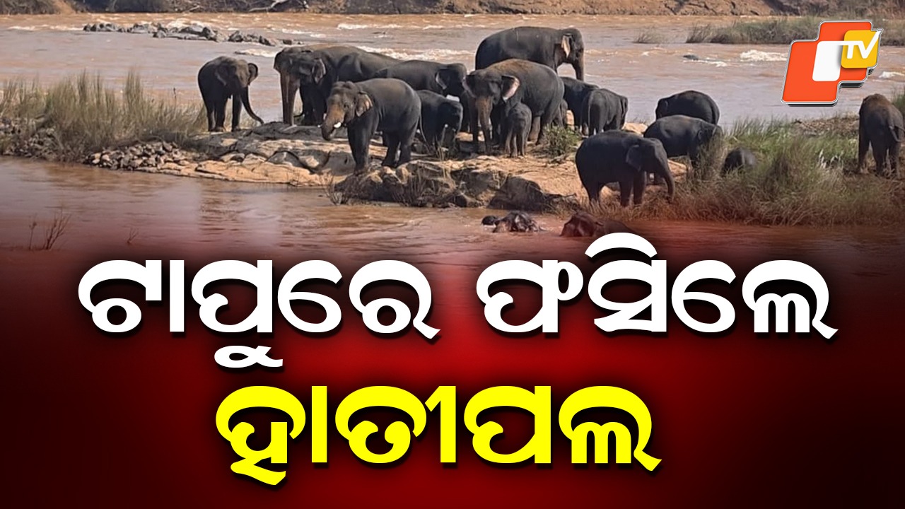 30 Stranded Elephant : ଟାପୁରେ ଫସିଛନ୍ତି ୩୦ ଟିକିଆ ହାତୀପଲ,  କିଛି ଦିନ ଧରି ଆତଙ୍କ ଖେଳାଇଥିଲେ