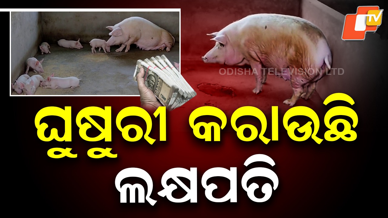 White Pig Farming: ଧଳା ଘୁଷୁରୀ ଚାଷ କରି ଆୟ କରୁଛନ୍ତି ଲକ୍ଷ ଲକ୍ଷ ଟଙ୍କା, ମାଲାମାଲ୍ ଚାଷୀ
