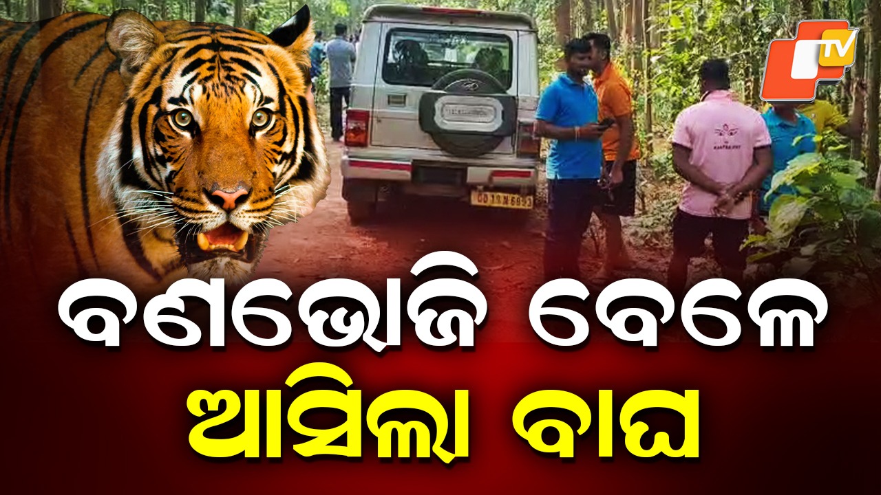 Tiger Tracks Found: ବଣଭୋଜି କରୁଥିଲେ ଆସିଲା ବାଘ, ଆଉ ତାପରେ .....