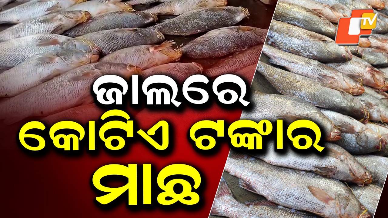 Telia Bholas: କୋଟିଏ ଟଙ୍କାର ମାଛ ଦେଖିଛନ୍ତି କି ? ଜାଲରେ ପଡିଲା ତେଲିଆ ଭୋଳା ମାଛ