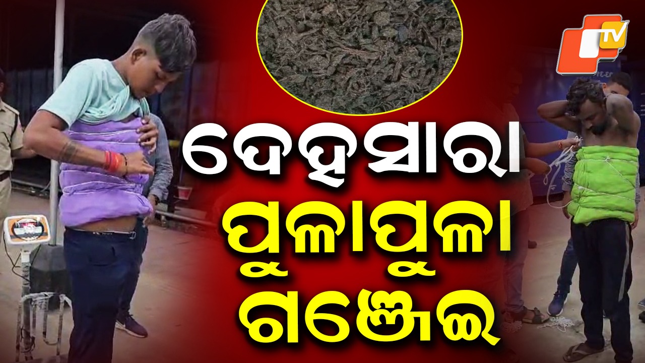 Smuggling Ganja: ଆଇଡିଆ ଦେଖିଲେ ତାଜୁବ୍ ହୋଇଯିବେ, ଦେହରେ ଷ୍ଟିକର୍ ଲଗାଇ ଗଞ୍ଜେଇ ଚାଲାଣ