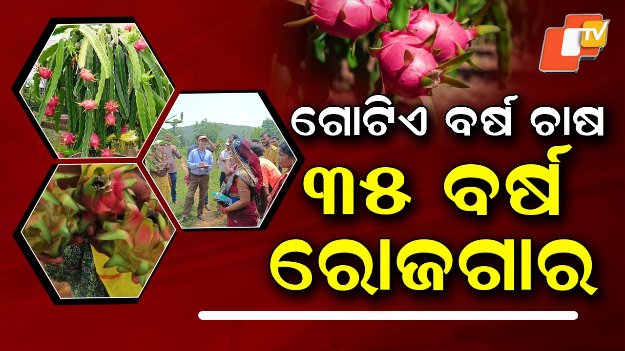 Farmers Turn Lakhpatis: ଲକ୍ଷପତି କରିଦେବ ଏହି ଚାଷ, ଥରେ କରିଲେ ୩୫ବର୍ଷ ଧରି ରୋଜଗାର