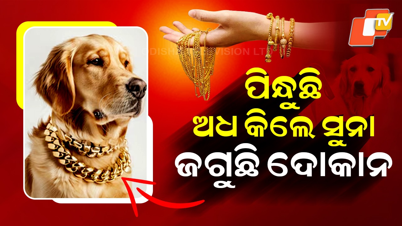 Viral Video: କୋଟିପତି କୁକୁର, ପିନ୍ଧୁଛି ୫୦ ତୋଳା ସୁନାର ଚେନ୍