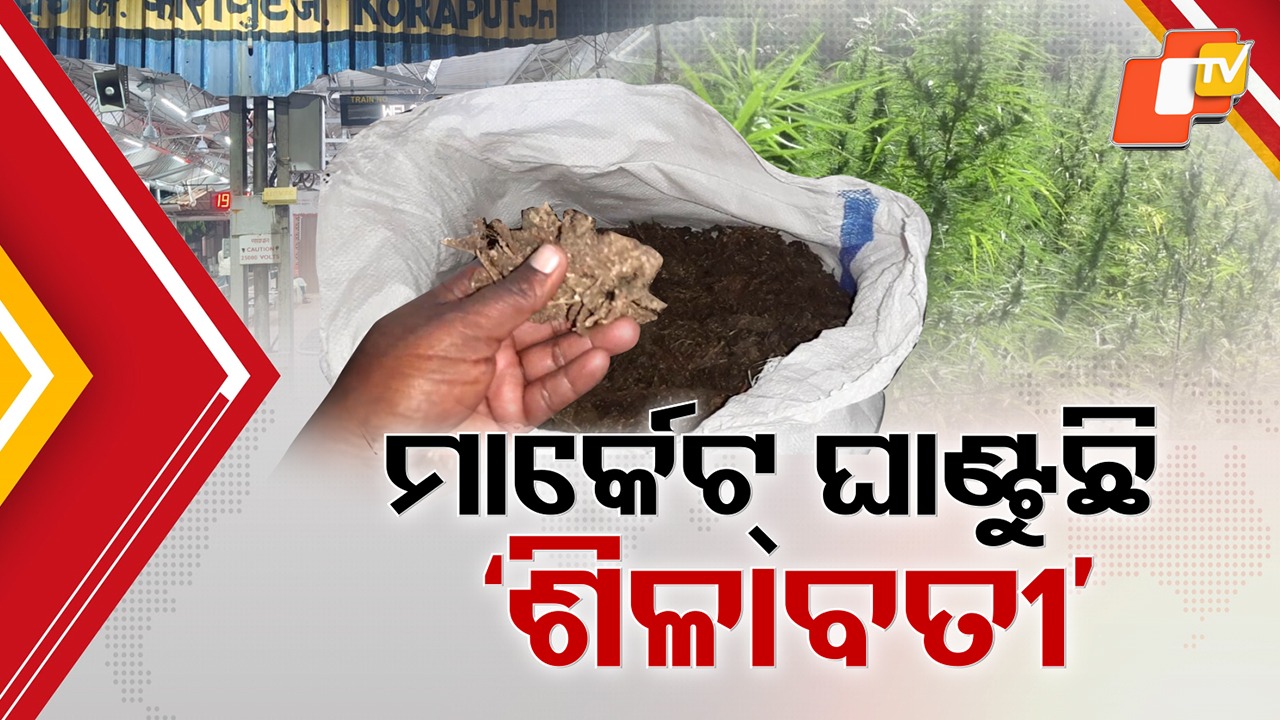 Shilabati Ganja: ମାର୍କେଟ ଘାଣ୍ଟୁଛି କୋରାପୁଟ ଶିଳାବତୀ ,  ମାଫିଆଙ୍କୁ କରୁଛି ମାଲେମାଲ...ଗଞ୍ଜଡଙ୍କ ପ୍ରଥମ ପସନ୍ଦ